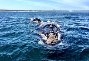 Whale watching in Hermanus