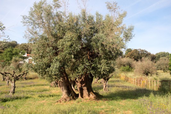 olive tree horta da moura