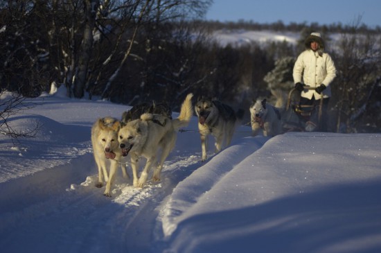 Dog sledding Roros husky safari Norway 