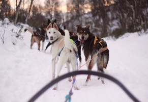 Husky adventure and winter wonderland in Røros