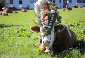 Almabtrieb in Tyrol