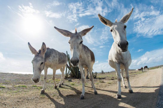 Donkeys Sanctuary Aruba