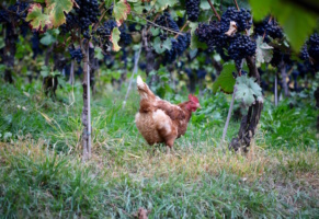Autumn in South Tyrol, Alto Adige