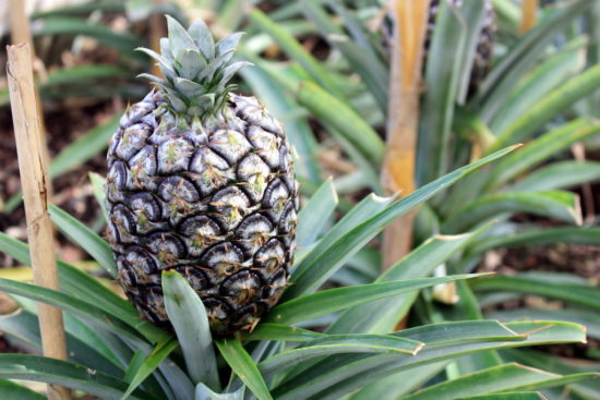 Arruda pineapples Azores food travel tips