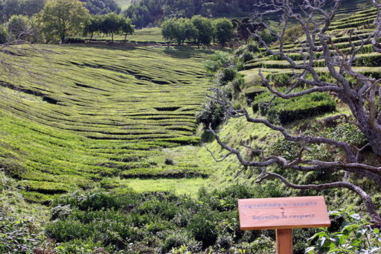 Organic tea Gorreana Azores food travel tips