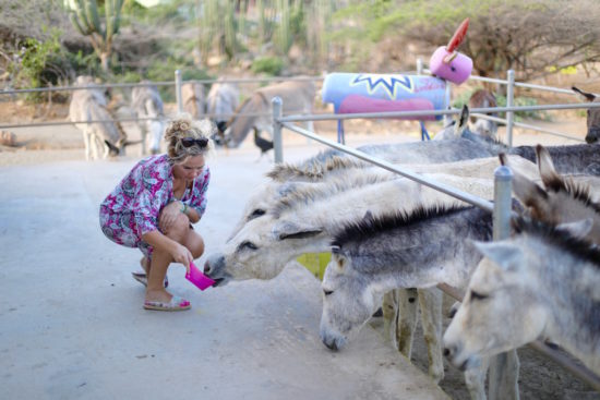 donkey sanctuary Aruba jeannette van mullem purefoodtravel things to do in Aruba