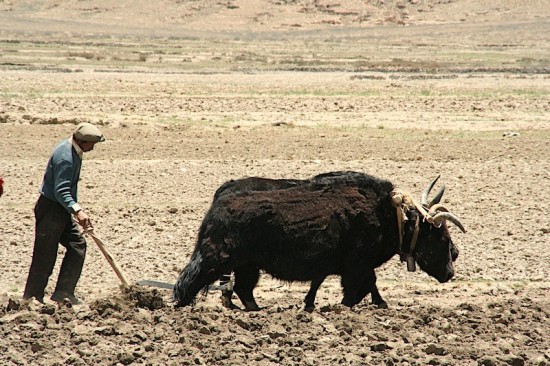 pictures Tibet