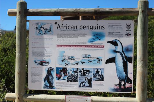African penguins Betty's Bay