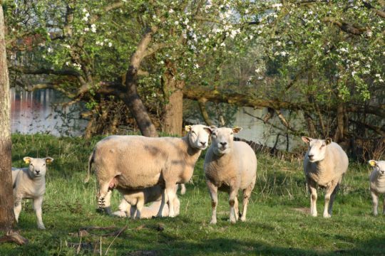 Heerlijkheid Mariënwaerdt Beesd