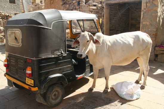 Pure Food Travel Rajasthan India