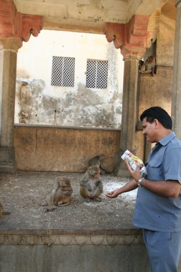 Pure Food Travel Rajasthan India