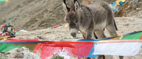 pictures Tibet