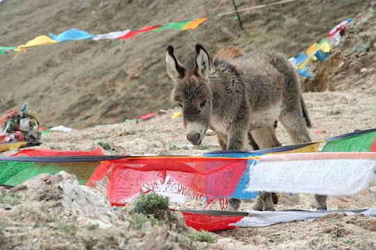 pictures Tibet