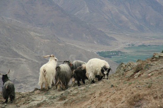 pictures Tibet