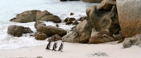 Simon's Town African Penguins