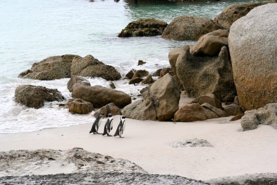 Simon's Town African Penguins
