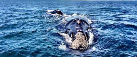 Whale watching Hermanus