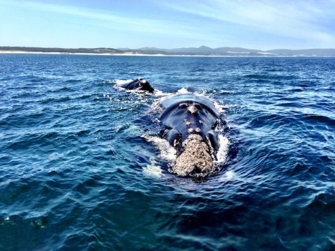 Whale watching Hermanus