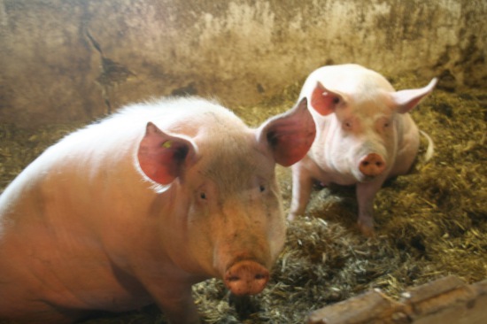 organic pigs op hodenpijl schipluiden