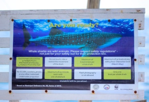 Whale sharks in Donsol