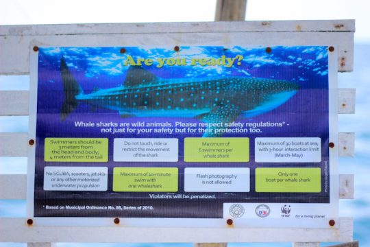 Whale sharks Donsol