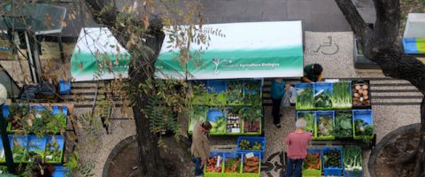 1_organic_market_Funchal