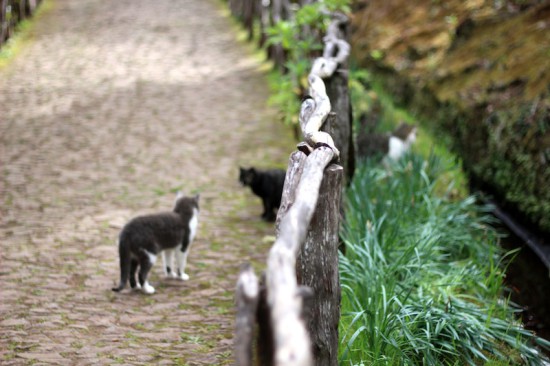 levada walking