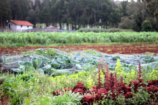 quinta das colmeias