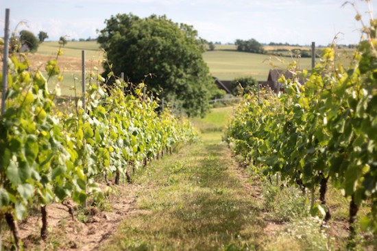 hallakra vineyard