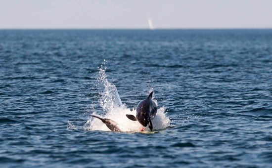 porpoise kullaberg nature reserve