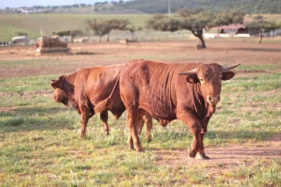 malhadinha nova bulls