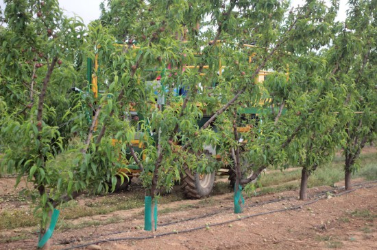 vila gale de campo alentejo 1