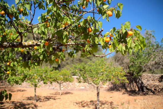 can pujolet ibiza