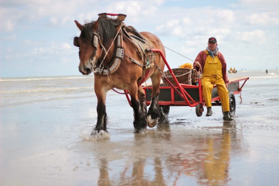 shrimp fishermen oostduinkerke belgium flemish coast