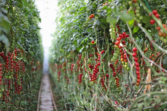 Juanita tomatoes Finnøy