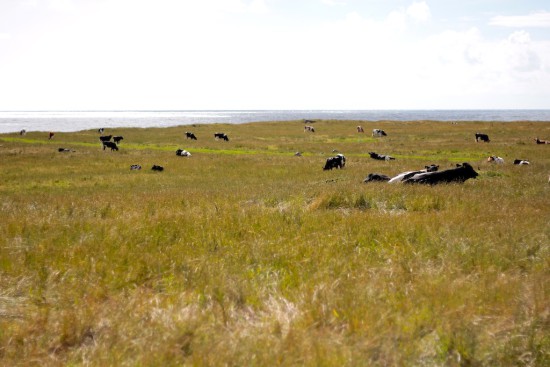 Kvassheim cows at the beach