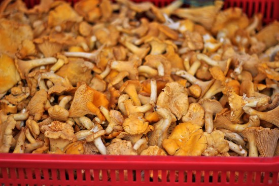 Riga central market chanterelles