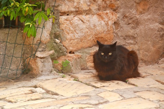 rovinj cat