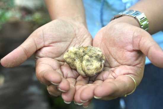 karlic tartufi truffle hunting