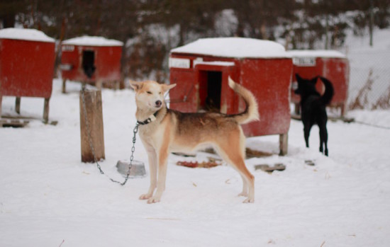 Alaskan Husky Tours Røros Norway dog sliding huskies