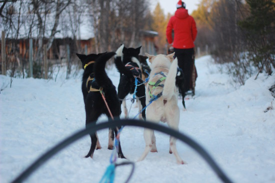 Alaskan Husky Tours Røros