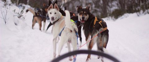 Alaskan Husky Tours Røros Trøndelag Norway safari huskies dog sliding