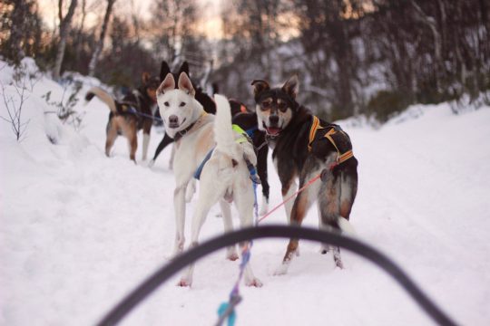 Alaskan Husky Tours Røros Trøndelag Norway safari huskies dog sliding