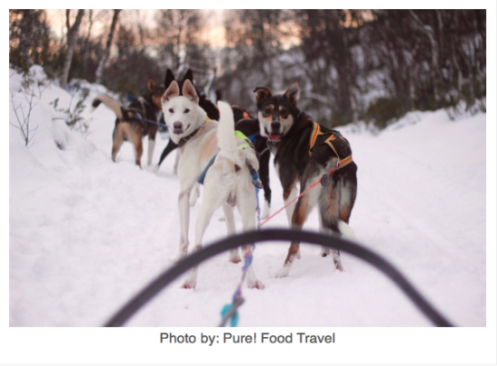 Husky safari Roros Norway dogs sledding huskies