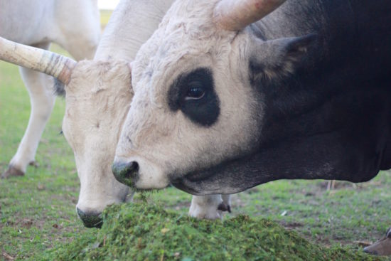 Puszta Hungary Hajdúszoboszló Debrecen travel Szürkemarha cows cow