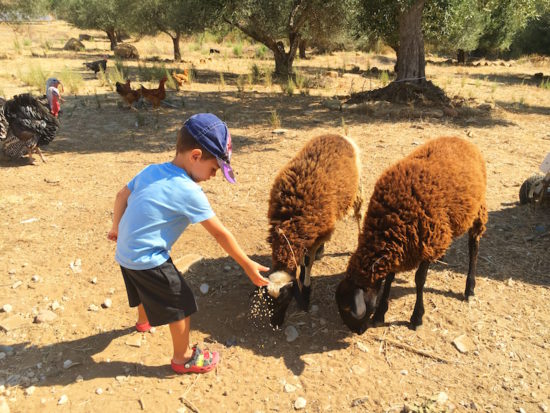 Socrates Organic Village Messolonghi 