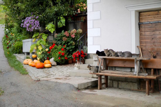 Cats of South Tyrol