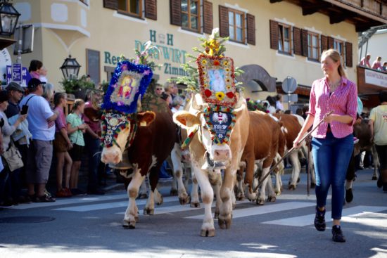 Almabtrieb Reith im Alpbachtal