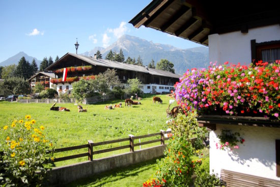 Almabtrieb in Tyrol cow cows reith im alpbachtal austria purefoodtravel