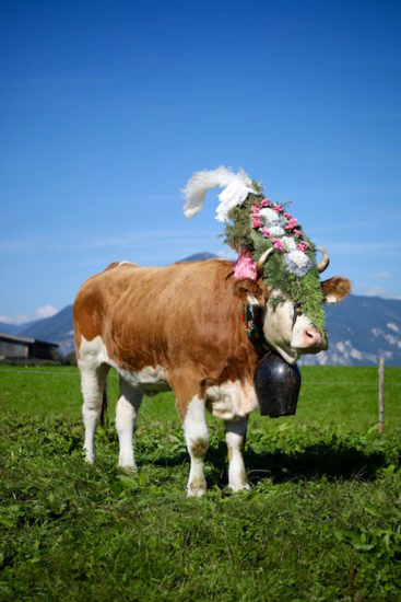 Almabtrieb in Tyrol cow cows reith im alpbachtal austria purefoodtravel